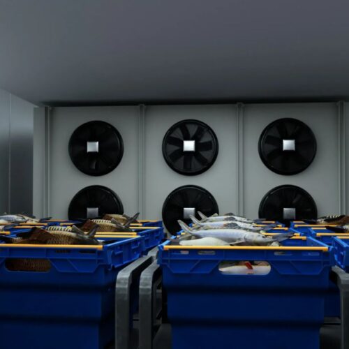 Fish-stored-in-cold-storage